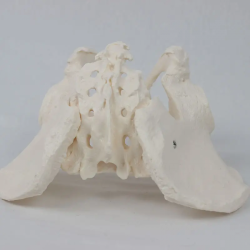 модель человеческого скелета из ПВХ, мужская модель таза в натуральную величину UL-0090
