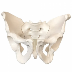 модель человеческого скелета из ПВХ, мужская модель таза в натуральную величину UL-0090