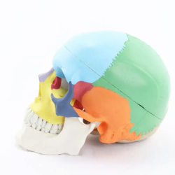 Модель анатомии человека, цвет ПВХ, головная кость с 9 частями ствола мозга и разделением цвета кости UL-0073