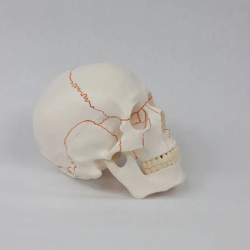 Модель человеческого черепа с цифровыми маркерами и костными швами