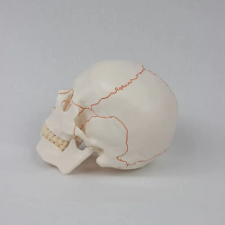 Высококачественная модель человеческого черепа из ПВХ, съемная модель анатомии черепа с цифровыми маркерами и костными швами UL-