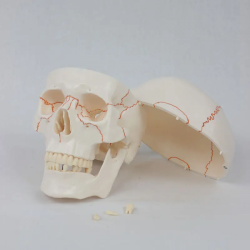 Модель человеческого черепа с цифровыми маркерами и костными швами