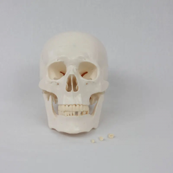 Учебная модель черепа в натуральную величину UL-0071