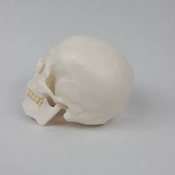 Учебная модель черепа в натуральную величину UL-0071