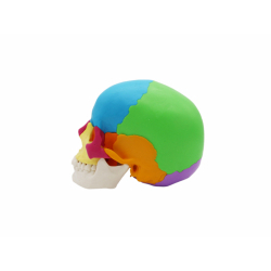 Разборная цветная модель человеческого черепа в натуральную величину, 22 части UL-0085