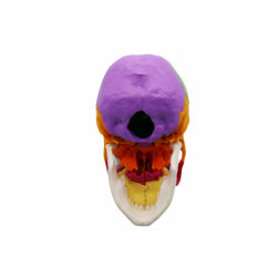 Разборная цветная модель человеческого черепа в натуральную величину, 22 части UL-0085