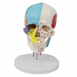 Модель черепа с 7 шейными позвонками и половинными начальными и конечными точками мышцUL-0083-1