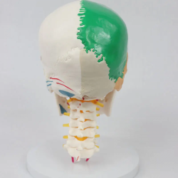 Модель черепа с 7 шейными позвонками и половинными начальными и конечными точками мышцUL-0083-1