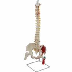 Модель скелета позвоночника с маркерами бедренной кости и мышц UL-190029