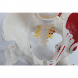 Модель скелета позвоночника с маркерами бедренной кости и мышц UL-190029