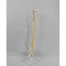 модель скелета позвоночника в натуральную величину с бедренной костью и спинномозговыми нервами UL-190027