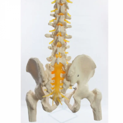 модель скелета позвоночника в натуральную величину с бедренной костью и спинномозговыми нервами UL-190027