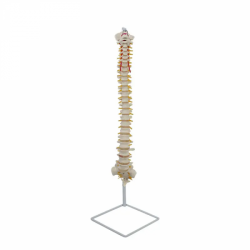 Модель скелета человека с моделями затылочных и крестцовых аппендикулярных сосудов и нервов UL-190015