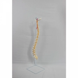 Модель скелета человека с моделями затылочных и крестцовых аппендикулярных сосудов и нервов UL-190015