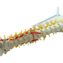 Модель позвоночника человека с сосудами и нервами UL