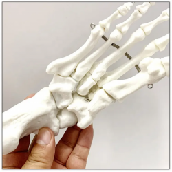 анатомическая модель в натуральную величину модель человеческого скелета с разборкой конечностей подвижного черепа UL-101