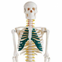 ПВХ, модель, модель анатомии человеческого скелета, 85 см, со спинномозговыми нервами UL-102A
