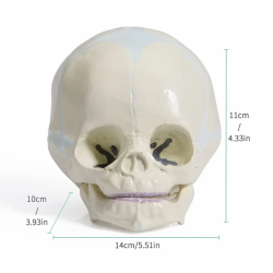 модель детского черепа в натуральную величину медицинские обучающие модели для демонстрации UL-307