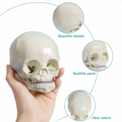 модель детского черепа в натуральную величину медицинские обучающие модели для демонстрации UL-307