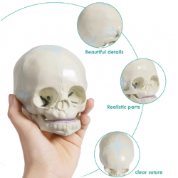 Модель черепа младенца в натуральную величину UL-307