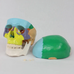 красочная модель черепа для медицинской науки UL-111