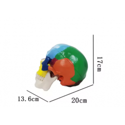 Цветная модель черепа в натуральную величину UL-111