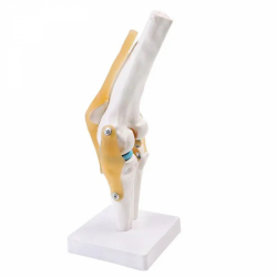 Функциональная модель коленного сустава Гибкая обучающая модель мениска крестообразной связки UL-01002