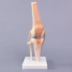 Функциональная модель коленного сустава Гибкая обучающая модель мениска крестообразной связки UL-01002