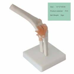 Анатомическая модель коленного сустава в натуральном размере UL-HE