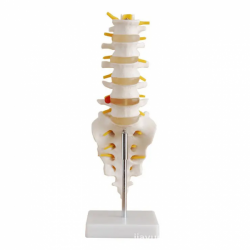 Анатомическая модель позвоночника человека для медицинского обучения, поясничный отдел позвоночника, крестец, копчик и нейроанат