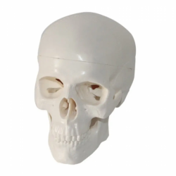 модель черепа в натуральную величину с мышцами, 4 части черепа+мышцы, шейный отдел позвоночника и подъязычная кость UL-D00611