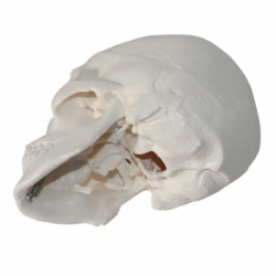 модель черепа в натуральную величину с мышцами, 4 части черепа+мышцы, шейный отдел позвоночника и подъязычная кость UL-D00611