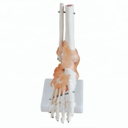 Модель скелета стопы Модель кости сустава стопы UL-118