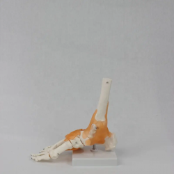 Модель скелета стопы Модель кости сустава стопы UL-118