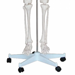 Высококачественная пластиковая модель человеческого скелета 180 см в натуральную величину UL-0004