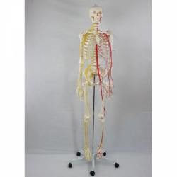 Имитационная модель человека из ПВХ, модель анатомии скелета человека, модель 180 см, с нервами и кровеносными сосудами UL-010