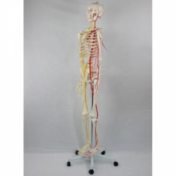 Имитационная модель человека из ПВХ, модель анатомии скелета человека, модель 180 см, с нервами и кровеносными сосудами UL-010