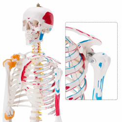 Имитационная модель человека из ПВХ, модель анатомии человеческого скелета, 180 см, с цветными мышцами и связками UL-0010