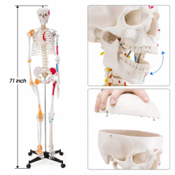 Имитационная модель человека из ПВХ, модель анатомии человеческого скелета, 180 см, с цветными мышцами и связками UL-0010