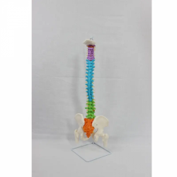 Пластиковая гибкая модель позвоночника для медицинского обучения модели анатомии позвоночника UL-0026