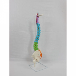 Пластиковая гибкая модель позвоночника для медицинского обучения модели анатомии позвоночника UL-0026