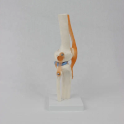 Медицинский учебный ресурс для продвинутой научной модели скелета коленного сустава человека из ПВХ в натуральную величину UL-12