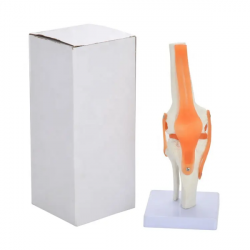 Медицинский учебный ресурс для продвинутой научной модели скелета коленного сустава человека из ПВХ в натуральную величину UL-12