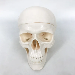 модель анатомии черепа UL-0070