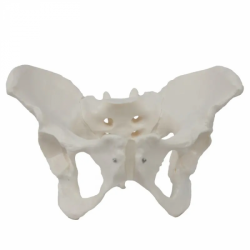 Скелетная модель женского таза  UL-0091