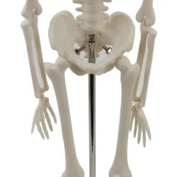 Модель анатомического скелета человека 85 см без нервов и дисков UL-190031