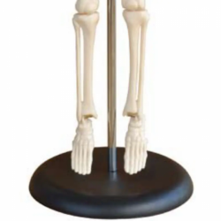 Модель анатомического скелета человека 85 см без нервов и дисков UL-190031