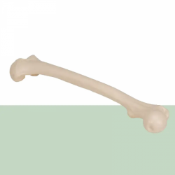 Ортопедическая имитация бедренной кости для медицинского обучения UL-00000