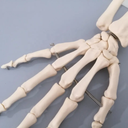 Модель сустава руки человеческого тела в натуральную величину UL-114