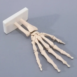 Модель сустава руки человеческого тела в натуральную величину UL-114